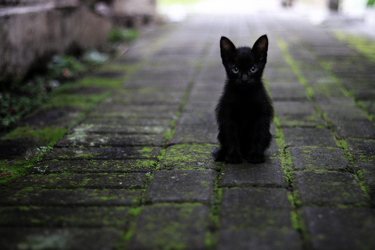 The Gentle Spirit of the Turkish Angora